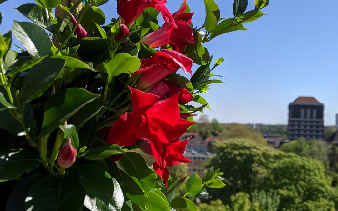 Balkon- und Terrassenbepflanzung