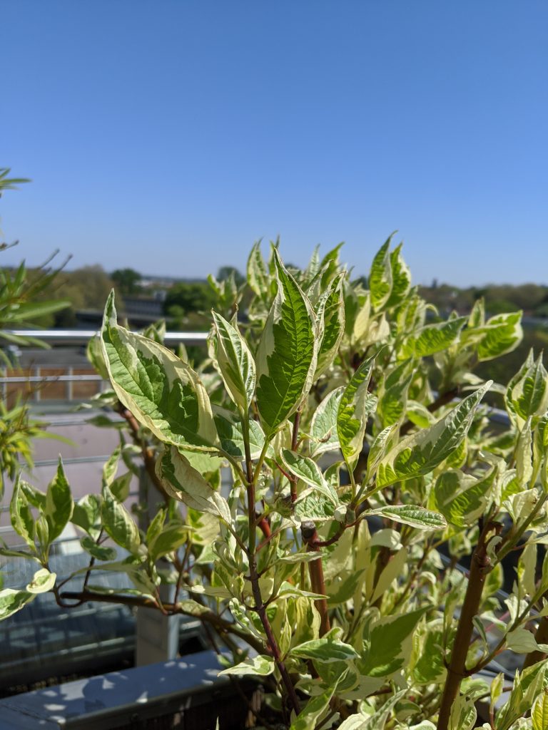 Pflanzen-im-Topf-für-den-Balkon