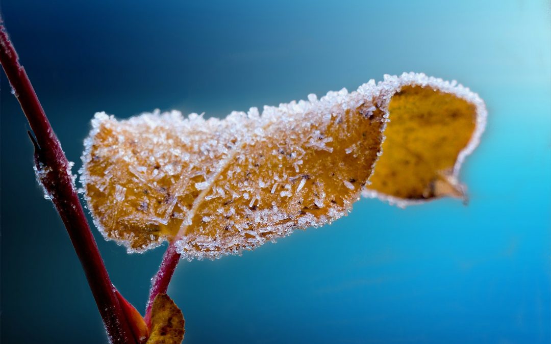 Pflanzenüberwinterung