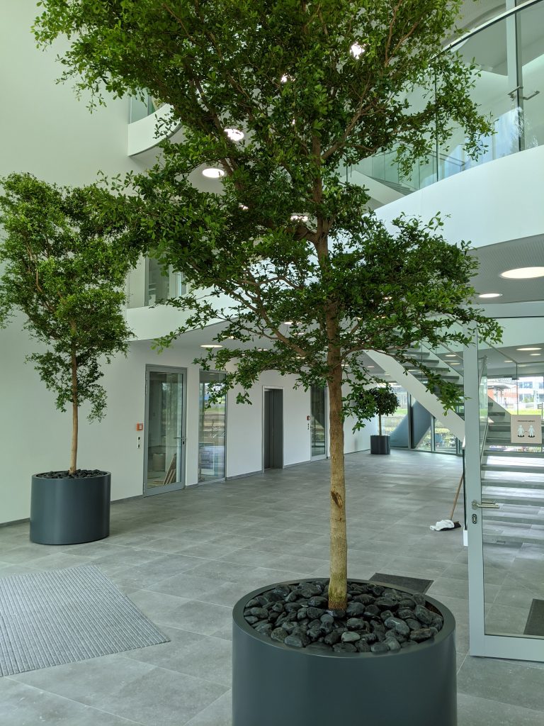 Großbäume im Eingangsbereich Pflanzenpflege