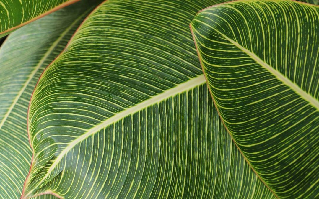 Mietpflanzen für Büros – professionelle Begrünung mit Pflegeservice