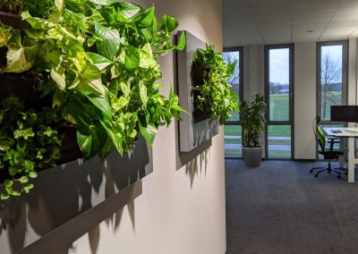 Pflanzen Bilder im Büro