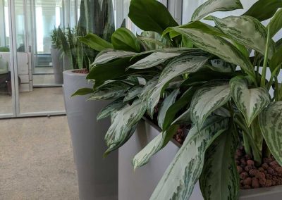 Pflanzen Hydrokultur Aglaonema im Büro