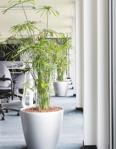 Pflanze im Büro