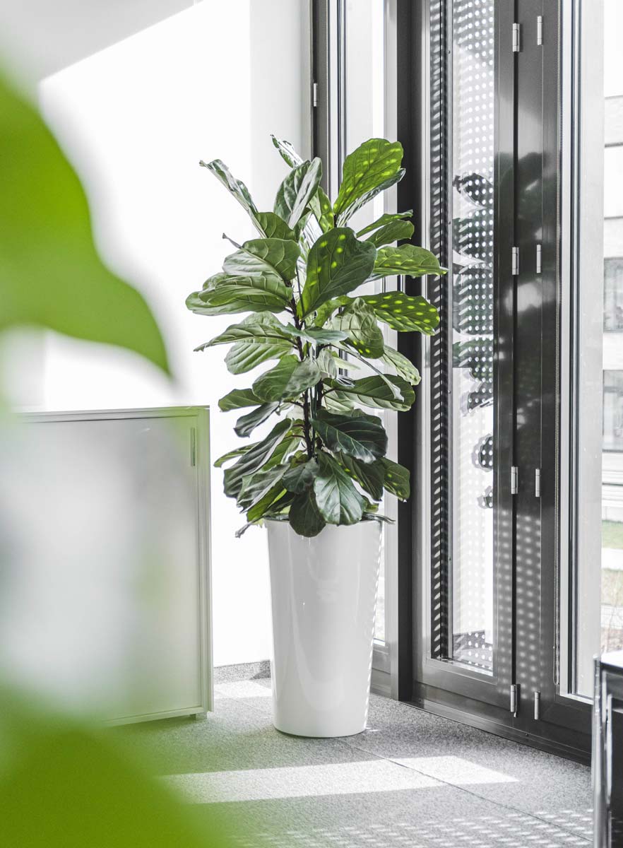 mietpflanzen-gregg-ficus-lyrata Ficus Lyrata in säulenförmigen Gefäß